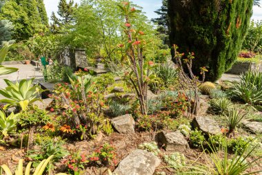 Mainau, Almanya, 20 Temmuz 2023 Özel çöl bitkileri güzel bir parkta sergileniyor.
