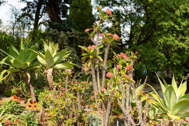 Mainau, Almanya, 20 Temmuz 2023 Özel çöl bitkileri güzel bir parkta sergileniyor.
