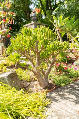 Mainau, Almanya, 20 Temmuz 2023 Özel çöl bitkileri güzel bir parkta sergileniyor.