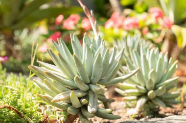 Mainau, Almanya, 20 Temmuz 2023 Özel çöl bitkileri güzel bir parkta sergileniyor.