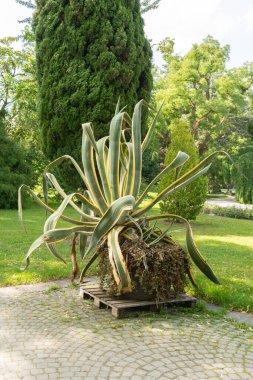 Mainau, Almanya, 20 Temmuz 2023 Güneşli bir günde botanik bahçesinde