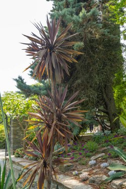 Mainau, Almanya, 20 Temmuz 2023 Güneşli bir günde botanik bahçesinde