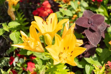 Mainau, Almanya, 20 Temmuz 2023 Büyüleyici çiçekler ve güzel bir parktaki farklı tarlalar