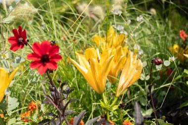 Mainau, Almanya, 20 Temmuz 2023 Büyüleyici çiçekler ve güzel bir parktaki farklı tarlalar