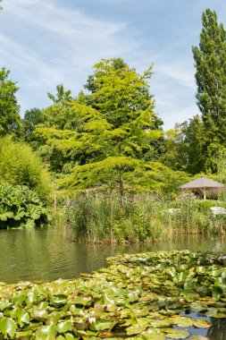 Mainau, Almanya, 20 Temmuz 2023 Güneşli bir günde süzülen nilüferlerle dolu küçük bir göl