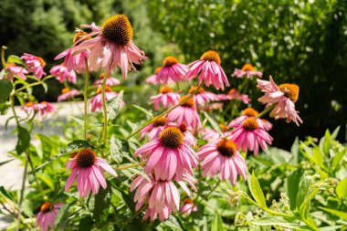 Mainau, Almanya, 20 Temmuz 2023 Mor koni çiçeği veya Echinacea Purpurea in a park