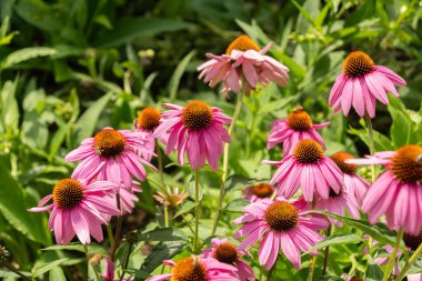 Mainau, Almanya, 20 Temmuz 2023 Mor koni çiçeği veya Echinacea Purpurea in a park