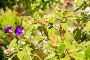 Mainau, Almanya, 20 Temmuz 2023 Tibouchina Urvilleana bitkisi bir parkta büyüyor.