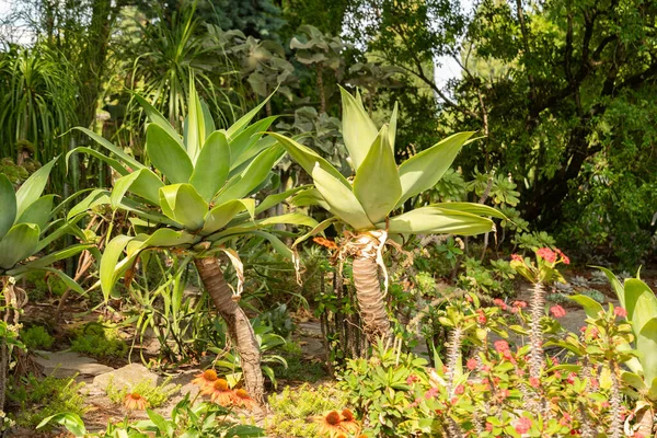 Mainau, Almanya, 20 Temmuz 2023 Özel çöl bitkileri güzel bir parkta sergileniyor.