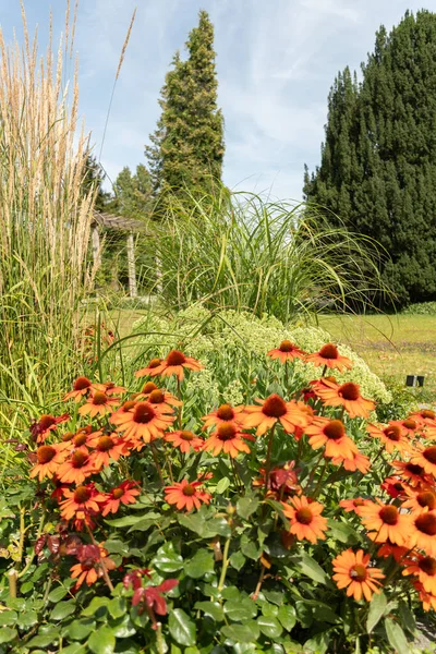 2023年7月20日 ドイツ 美しい庭でエキナセアの花のバンチ — ストック写真