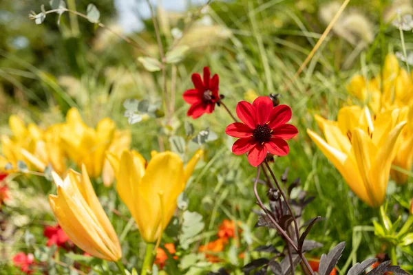 Mainau Alemanha Julho 2023 Flores Fascinantes Diferentes Plantações Lindo Parque — Fotografia de Stock