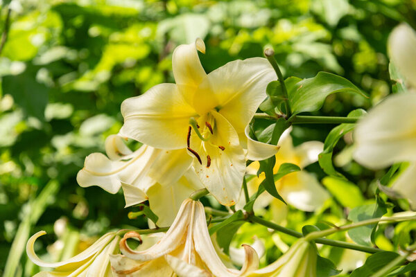 Mainau, Germany, July 20, 2023 Fascinating flowers and different plantations in a lovely park