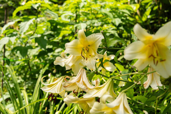 Mainau, Germany, July 20, 2023 Fascinating flowers and different plantations in a lovely park
