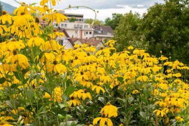 Zürih, İsviçre, 9 Ağustos 2023 Rudbeckia çiçekleri botanik bahçesinde