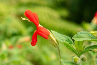 Zürih, İsviçre, 9 Ağustos 2023 Erythranthe Cardinalis veya botanik bahçesindeki kırmızı maymun çiçeği