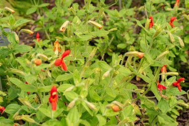 Zürih, İsviçre, 9 Ağustos 2023 Erythranthe Cardinalis veya botanik bahçesindeki kırmızı maymun çiçeği