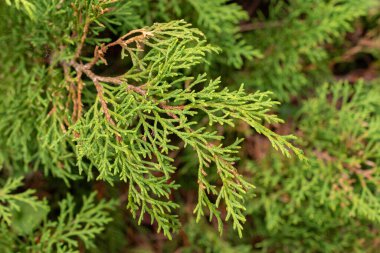 Zürih, İsviçre, 9 Ağustos 2023 Mikrobiyota Decussata veya botanik bahçesindeki Sibirya halı selvi bitkisi