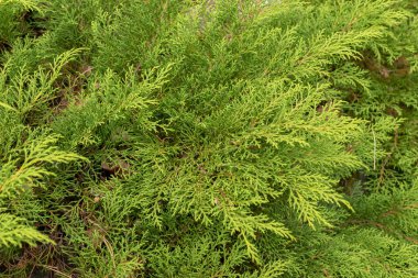 Zürih, İsviçre, 9 Ağustos 2023 Mikrobiyota Decussata veya botanik bahçesindeki Sibirya halı selvi bitkisi