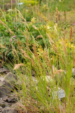 Zürih, İsviçre, 9 Ağustos 2023 Achnatherum Calamagrostis veya botanik bahçesindeki mızrak otu.