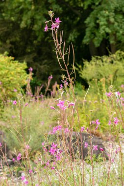 Zürih, İsviçre, 9 Ağustos 2023 Epilobium Dodonaei bitkisi botanik bahçesinde.