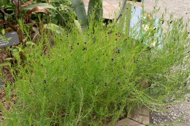 Zürih, İsviçre, 9 Ağustos 2023 Porophyllum Tagetoides veya Pepicha bitkisi botanik bahçesinde