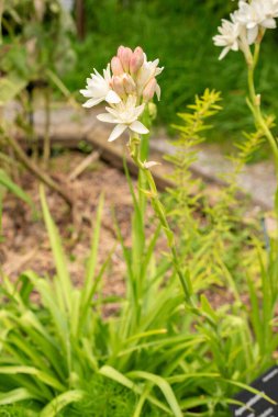Zürih, İsviçre, 9 Ağustos 2023 Agave Polianthes botanik bahçesinde