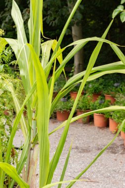 Zürih, İsviçre, 9 Ağustos 2023 Saccharum Officinarum veya botanik bahçesindeki şeker kamışı fabrikası