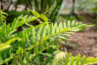 Zürih, İsviçre, 9 Ağustos 2023 Vulgare Polypodyumu veya botanik bahçesindeki yaygın polipody