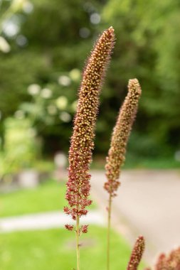 Zürih, İsviçre, 9 Ağustos 2023 Setaria Italica veya botanik bahçesindeki tilki kuyruklu darı bitkisi