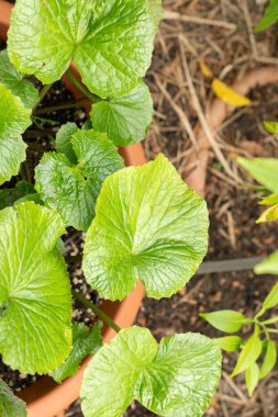 Zürih, İsviçre, 9 Ağustos 2023 Eutrema Japonicum veya Wasabi botanik bahçesinde