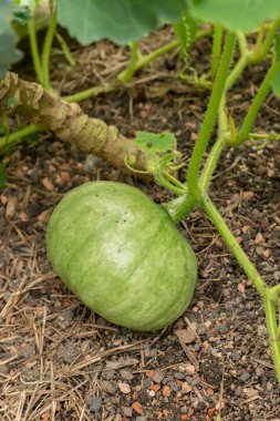 Zürih, İsviçre, 9 Ağustos 2023 Cucurbita Maxima bitkisi botanik bahçesinde.