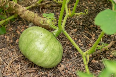 Zürih, İsviçre, 9 Ağustos 2023 Cucurbita Maxima bitkisi botanik bahçesinde.