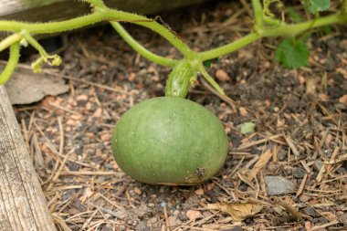 Zürih, İsviçre, 9 Ağustos 2023 Cucurbita Maxima bitkisi botanik bahçesinde.