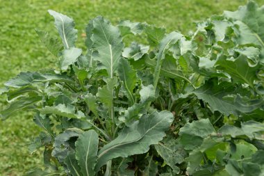 Zürih, İsviçre, 9 Ağustos 2023 Brassica Oleracea veya botanik bahçesindeki yabani lahana bitkisi