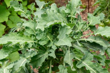 Zürih, İsviçre, 9 Ağustos 2023 Brassica Oleracea veya botanik bahçesindeki yabani lahana bitkisi