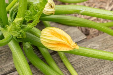 Zürih, İsviçre, 9 Ağustos 2023 Cucurbita Pepo veya botanik bahçesindeki balkabağı bitkisi