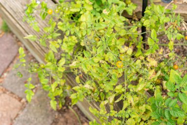 Zürih, İsviçre, 9 Ağustos 2023 Solanum Lycopersicum veya botanik bahçesindeki domates bitkisi