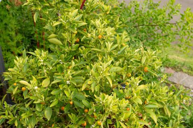 Zürih, İsviçre, 9 Ağustos 2023 Citrus Reticulata veya botanik bahçesindeki Mandarin portakal bitkisi