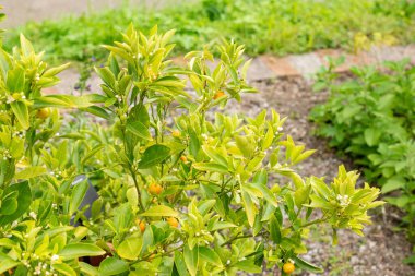 Zürih, İsviçre, 9 Ağustos 2023 Citrus Reticulata veya botanik bahçesindeki Mandarin portakal bitkisi