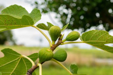 Zürih, İsviçre, 9 Ağustos 2023 Ficus Carica veya botanik bahçesindeki incir bitkisi