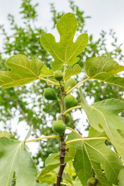 Zürih, İsviçre, 9 Ağustos 2023 Ficus Carica veya botanik bahçesindeki incir bitkisi