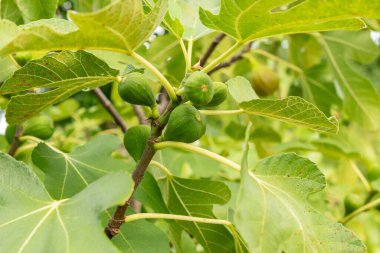 Zürih, İsviçre, 9 Ağustos 2023 Ficus Carica veya botanik bahçesindeki incir bitkisi