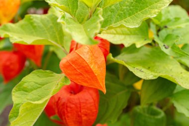 Zürih, İsviçre, 9 Ağustos 2023 Physalis Alkekengi veya botanik bahçesindeki kiraz.