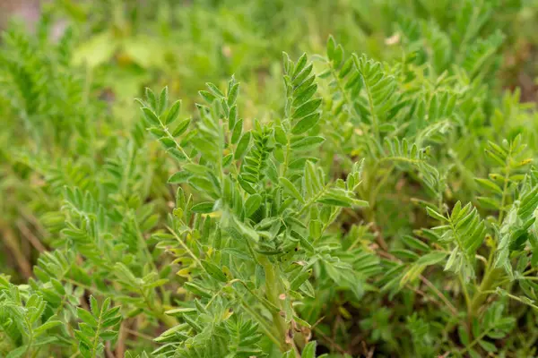 Zürih Sviçre Ağustos 2023 Astragalus Sempervirens Botanik Bahçesine Bitki Yetiştirdi — Stok fotoğraf