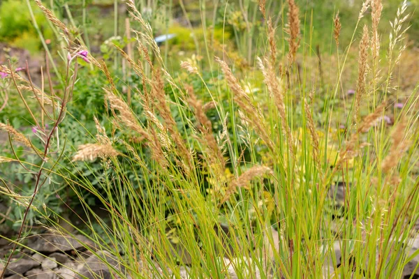 Zurich Switzerland August 2023 Achnatherum Calamagrostis Spear Grass Botanical Garden — Stock Photo, Image