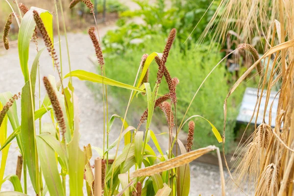 Zurich Switzerland August 2023 Setaria Italica Foxtail Millet Plant Botanical — Stock Photo, Image