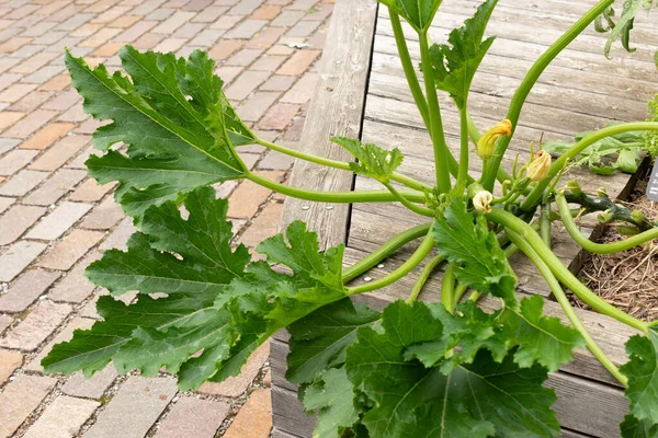 Zürih, İsviçre, 9 Ağustos 2023 Cucurbita Pepo veya botanik bahçesindeki balkabağı bitkisi