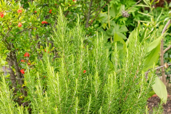 Zürih Sviçre Ağustos 2023 Rosmarinus Officinalis Veya Botanik Bahçesindeki Biberiye — Stok fotoğraf