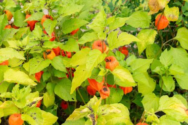 Zürih, İsviçre, 9 Ağustos 2023 Physalis Alkekengi veya botanik bahçesindeki kiraz.