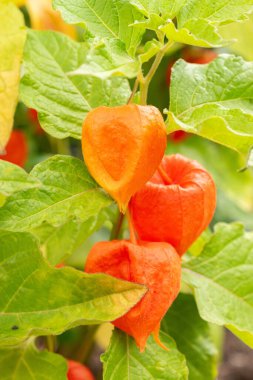 Zürih, İsviçre, 9 Ağustos 2023 Physalis Alkekengi veya botanik bahçesindeki kiraz.